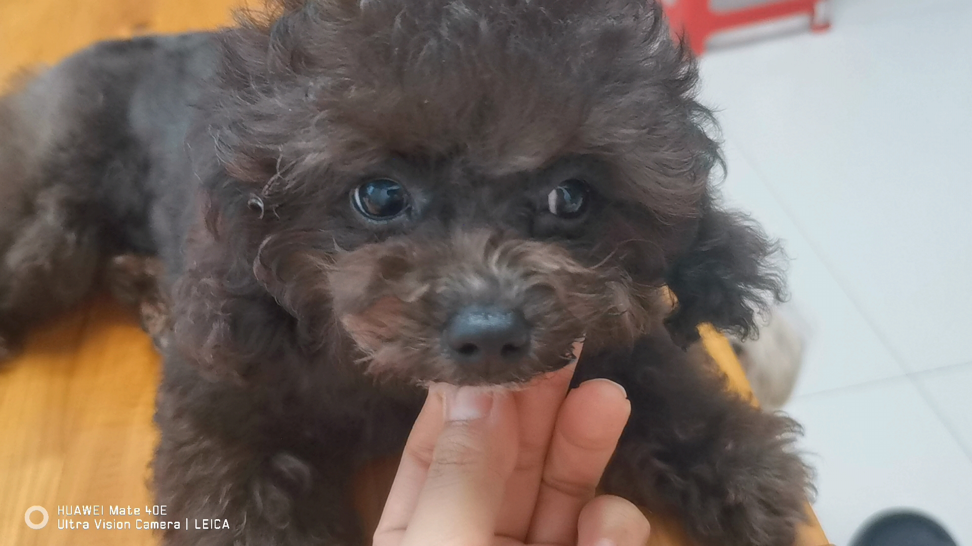 灰泰迪幼犬 母 可爱粘人 会定点上厕所
养宠新人首选
本地可上门看狗